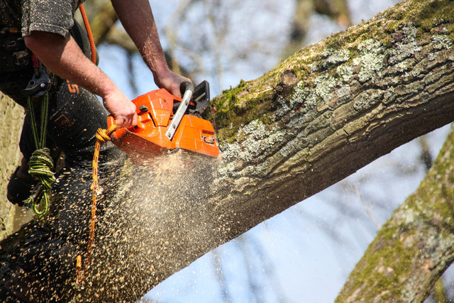 Tree Pruning Picture Box