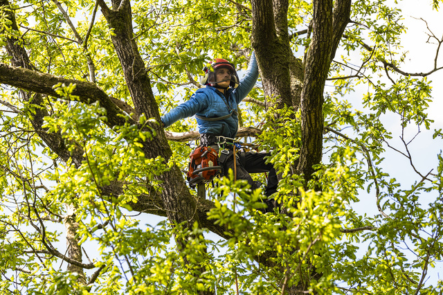 Tree Felling Service Picture Box