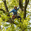 Tree Felling Service - Picture Box
