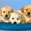 Dog Fertility Courses - Picture Box