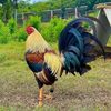 Roosters For Sale