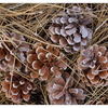 Pine Cones 2022 - Close-Up Photography