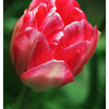 Tulips 2022 1 - Close-Up Photography