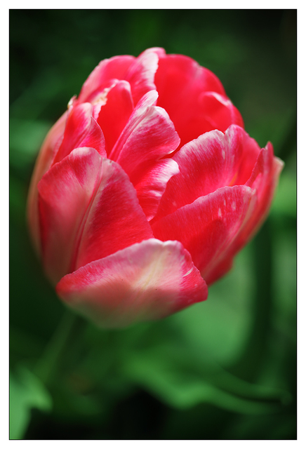 Tulips 2022 1 Close-Up Photography