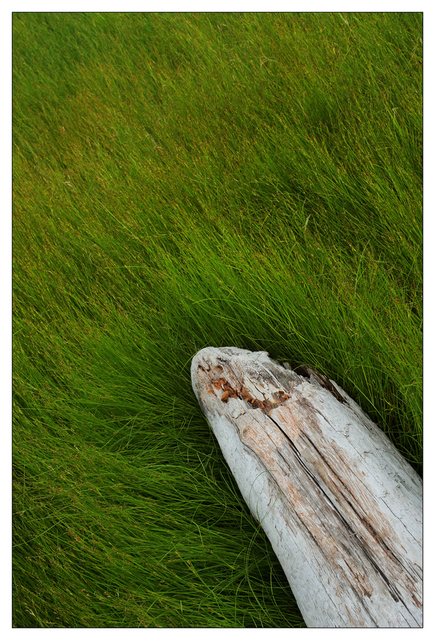 Driftwood and Greens 2022 Nature Images