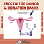 frozen donor eggs - Picture Box