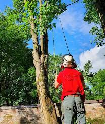 Tree Surgeon Picture Box