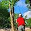 Tree Surgeon - Picture Box