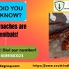 Cockroach Control Cochin