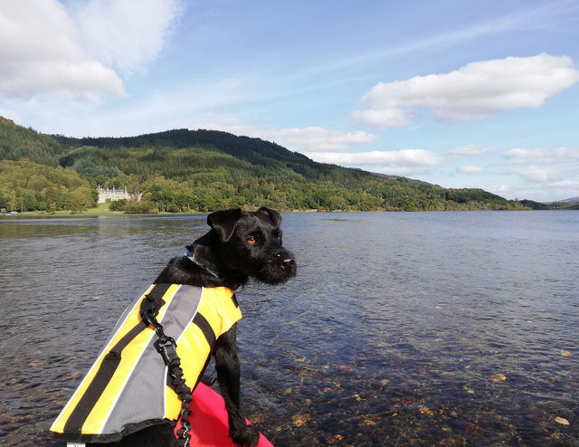 Dog Physiotherapy Picture Box