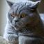 British Shorthair Kitten - Picture Box