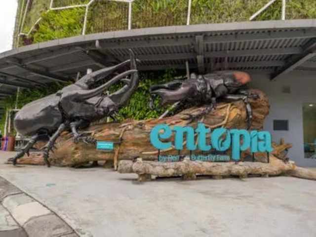 Entopia Penang Picture Box
