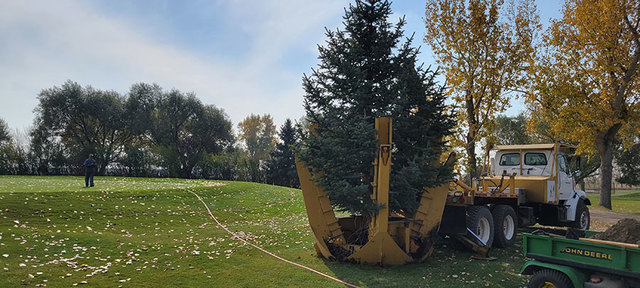 arborists-lethbridge Legacy Trees