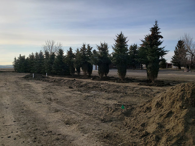 lethbridge-tree-planting-service Legacy Trees