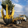 tree-moving-lethbridge - Legacy Trees