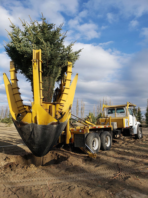 tree-moving-lethbridge Legacy Trees