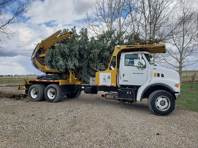 tree-service-lethbridge Legacy Trees