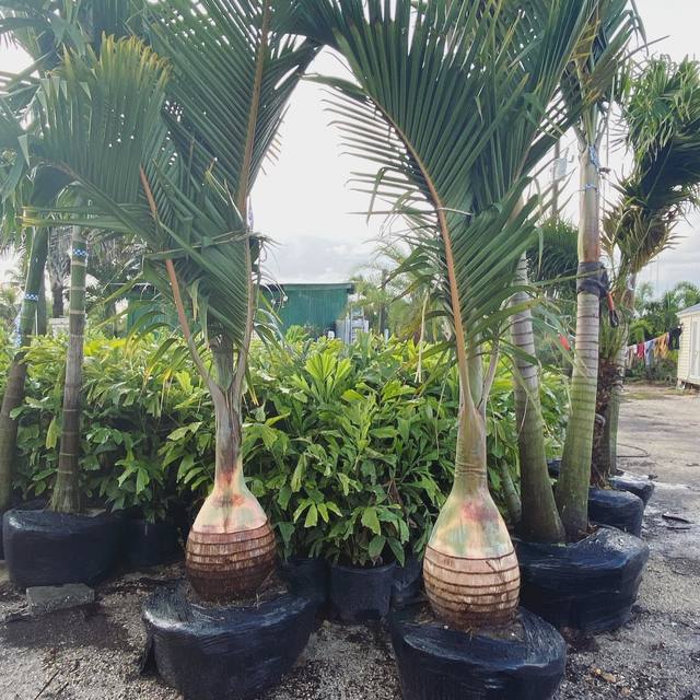 How to choose the best palm trees for your garden Picture Box