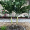 Which is a common palm tree in southwest Florida?