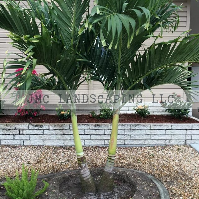 Which is a common palm tree in southwest Florida? Which is a common palm tree in southwest Florida?
