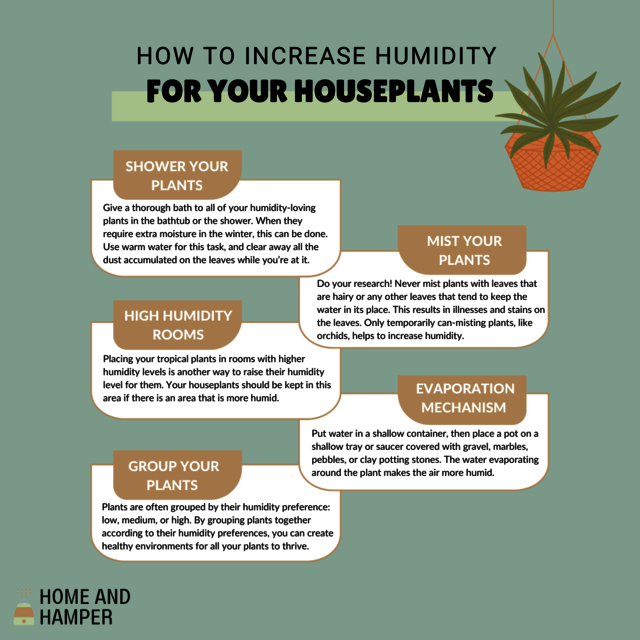 The Best Humidifier for Plants  The Best Humidifier for Plants: Everything You Need to Know.