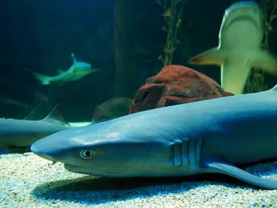 Under Water World Langkawi Tickets Picture Box