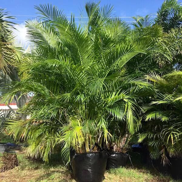 Which palm tree is known as a privacy palm? Which palm tree is known as a privacy palm?