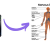 How Does NeuroPure Work? - NeuroPure