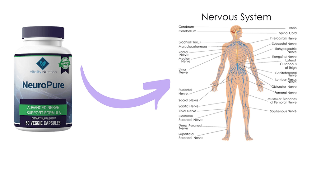 How Does NeuroPure Work? NeuroPure