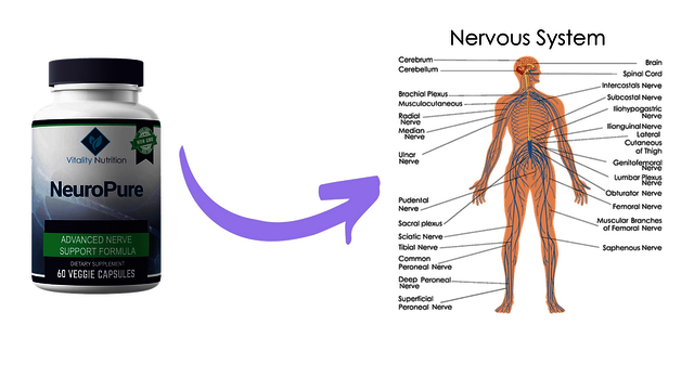 How Does NeuroPure Work? NeuroPure