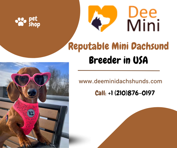 Mini Dachshund Puppies For Sale Picture Box