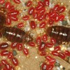 tampa-fl-bed-bugs experts- - Florida Bedbug Solutions - ...