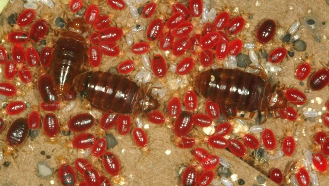 tampa-fl-bed-bugs experts- Florida Bedbug Solutions - Tampa