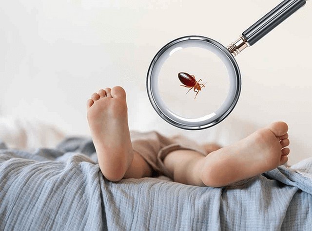 bed-bug-exterminator-spring-hill-fl Florida Bedbug Solutions - Tampa