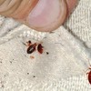 Bed-Bug-Infestation - Florida Bedbug Solutions - ...