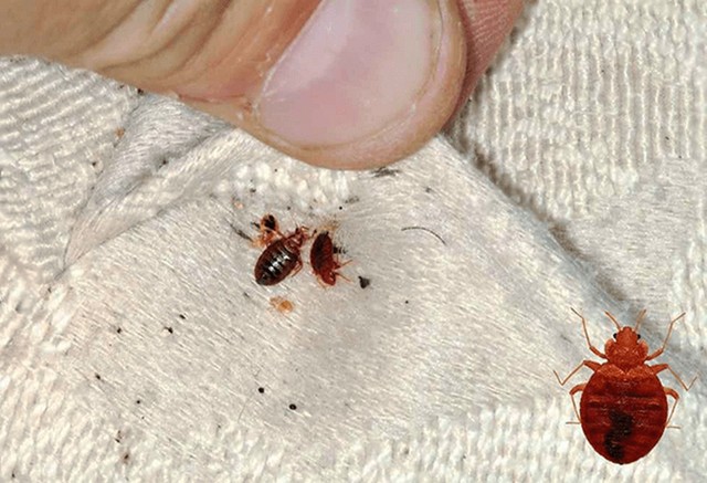 Bed-Bug-Infestation Florida Bedbug Solutions - Tampa