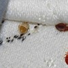 bed-bugs-treatment-tampa - Florida Bedbug Solutions - ...