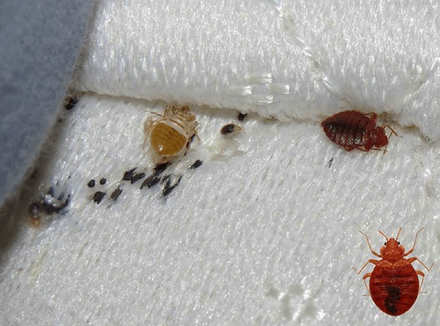 bed-bugs-treatment-tampa Florida Bedbug Solutions - Tampa