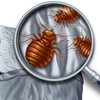 bed-bug-treatment-largo - Florida Bedbug Solutions - ...