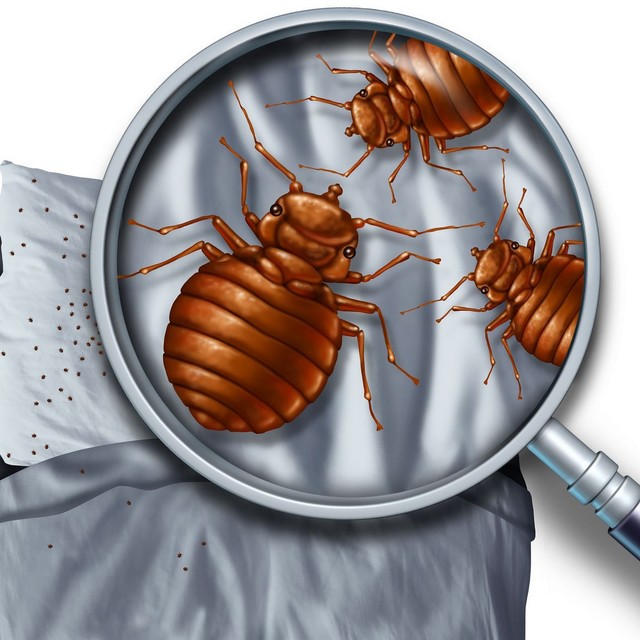 bed-bug-treatment-largo Florida Bedbug Solutions - Tampa