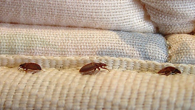 Early-Signs-of-Bed-Bugs Florida Bedbug Solutions - Tampa