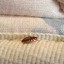 Early-Signs-of-Bed-Bugs - Florida Bedbug Solutions - Tampa