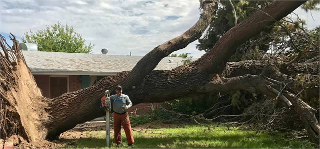 DIListing-146278-Photo4 Arizona Tree Trimming & Removal - Scottsdale AZ