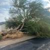 DIListing-146278-Photo5 - Arizona Tree Trimming & Rem...