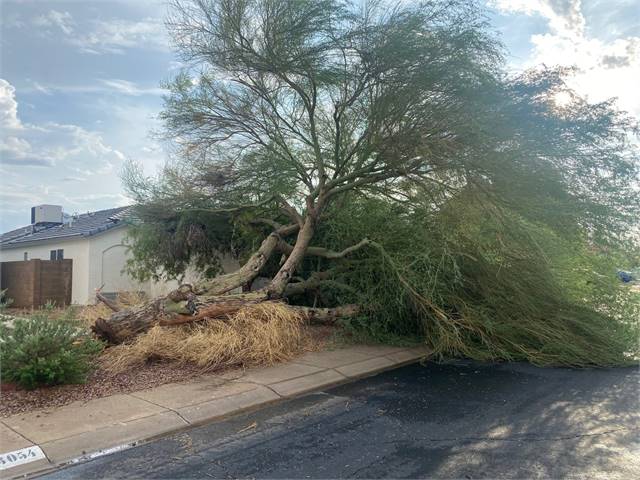 DIListing-146278-Photo5 Arizona Tree Trimming & Removal - Scottsdale AZ