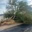 DIListing-146278-Photo5 - Arizona Tree Trimming & Removal - Scottsdale AZ