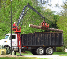 Tree Removal For Securely Removing Unwanted Trees Picture Box