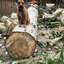 Arboricultural Works - Picture Box