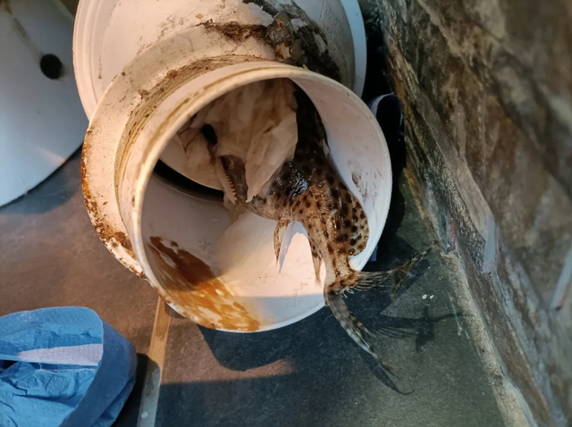 Drain Cleaning Services Picture Box