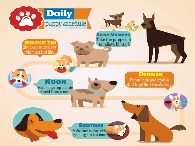 Dogregion is a definitive guide to having dog as f Picture Box